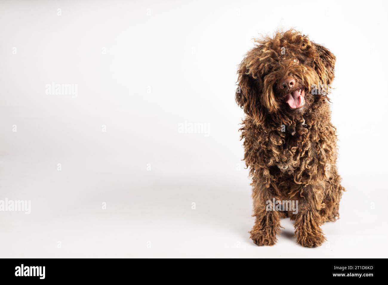Bellissimo cane turco andaluso con cappotto riccio su sfondo bianco con spazio per la copia Foto Stock