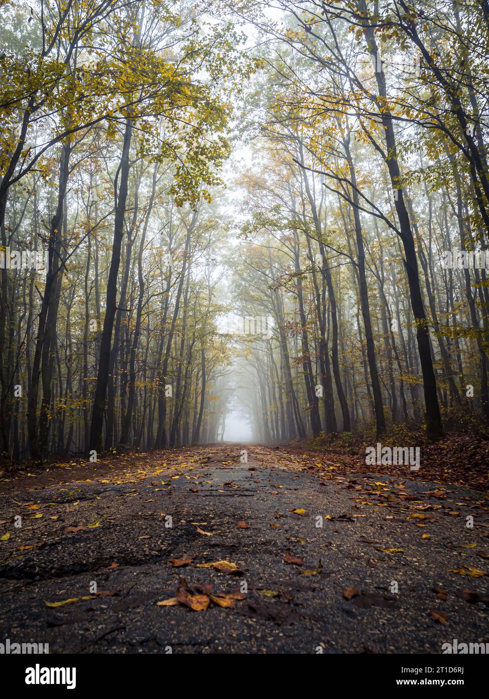 Strada forestale vuota in una nebbiosa foresta durante l'autunno autunnale, foglie colorate e vista dall'angolo basso Foto Stock