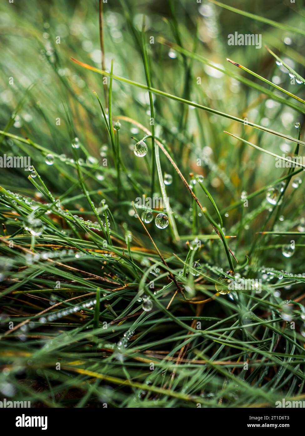Gocce d'acqua di rugiada piovana su lame verdi di erba Foto Stock
