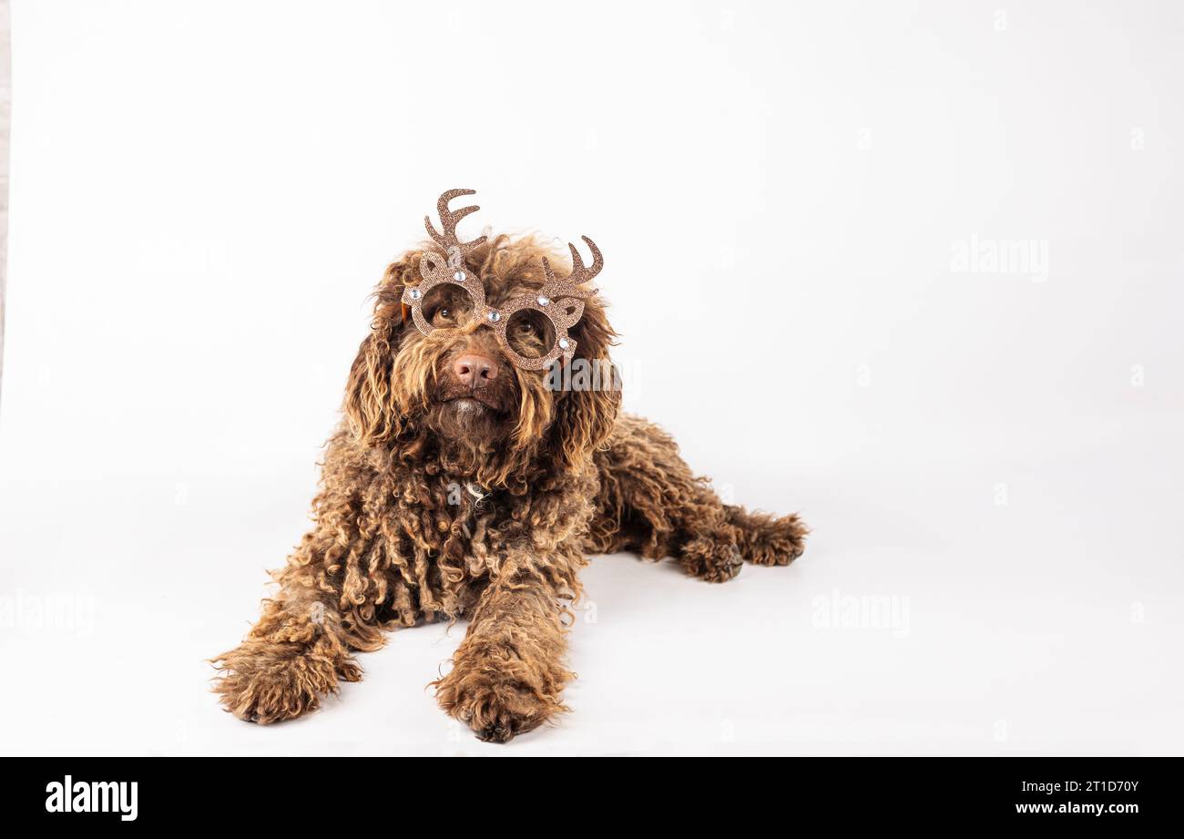 Spirito natalizio: Cane con pelliccia riccia e occhiali festivi sdraiati su sfondo bianco Foto Stock
