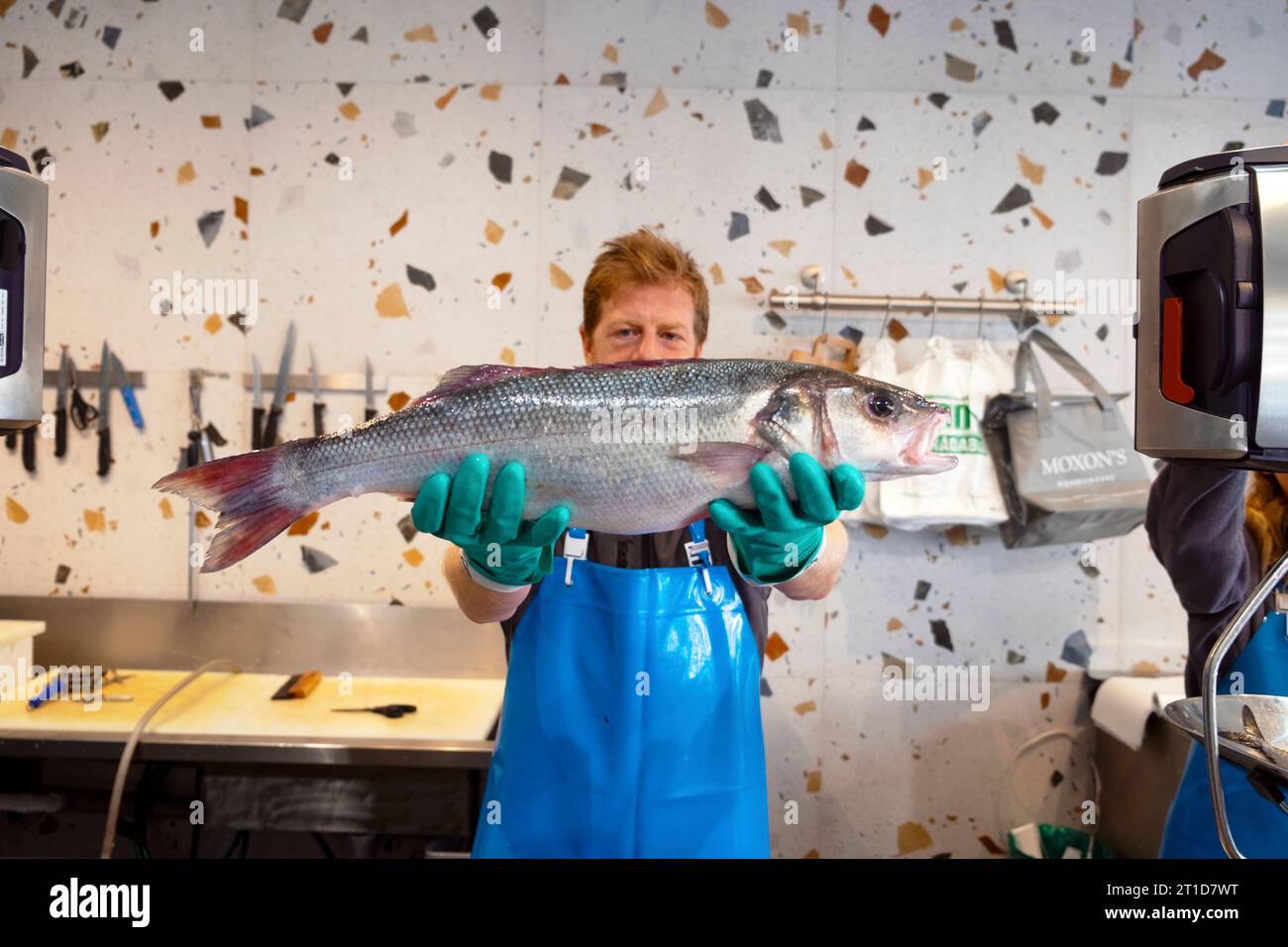 Commerciante di pesce venditore operaio in possesso di un enorme pesce di spigola nel negozio Moxon's Fishmongers a Lordship Lane East Dulwich Londra Inghilterra, UK KATHY DEWITT Foto Stock