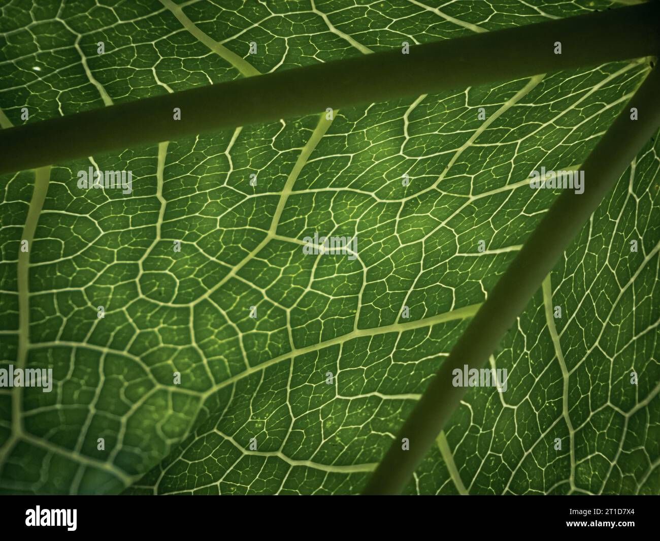 Primo piano di fotosintesi con trama venosa verde retroilluminata Foto Stock