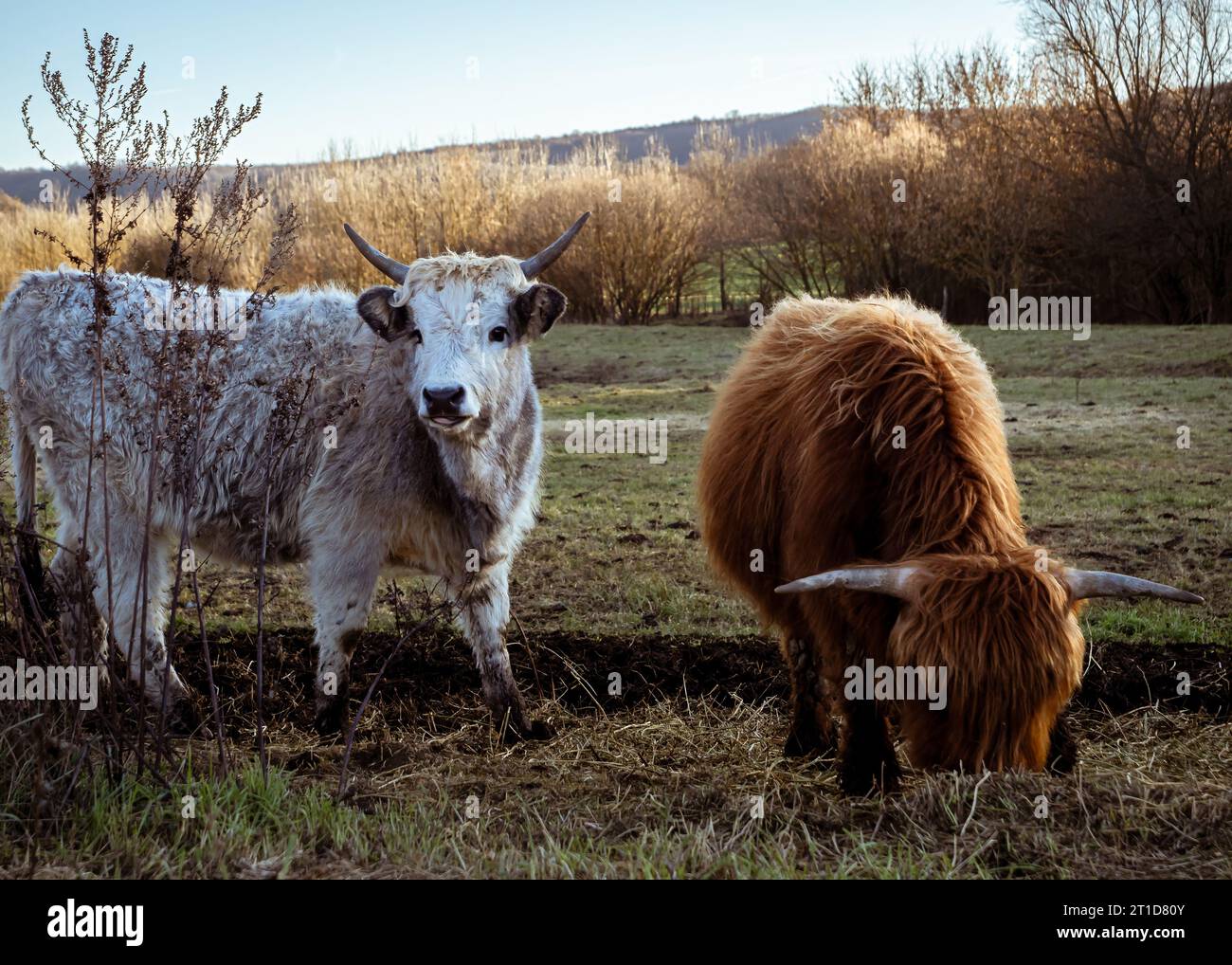 Una mucca grigia ungherese e una mucca delle Highlands che pascolano in inverno, in Ungheria, pellicce fredde e spesse Foto Stock