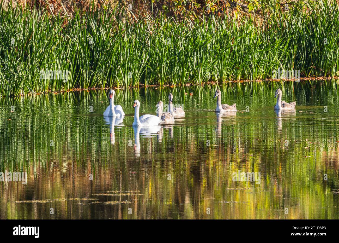 Una famiglia di cigni con piccoli cigni nuota nello stagno la mattina presto Foto Stock