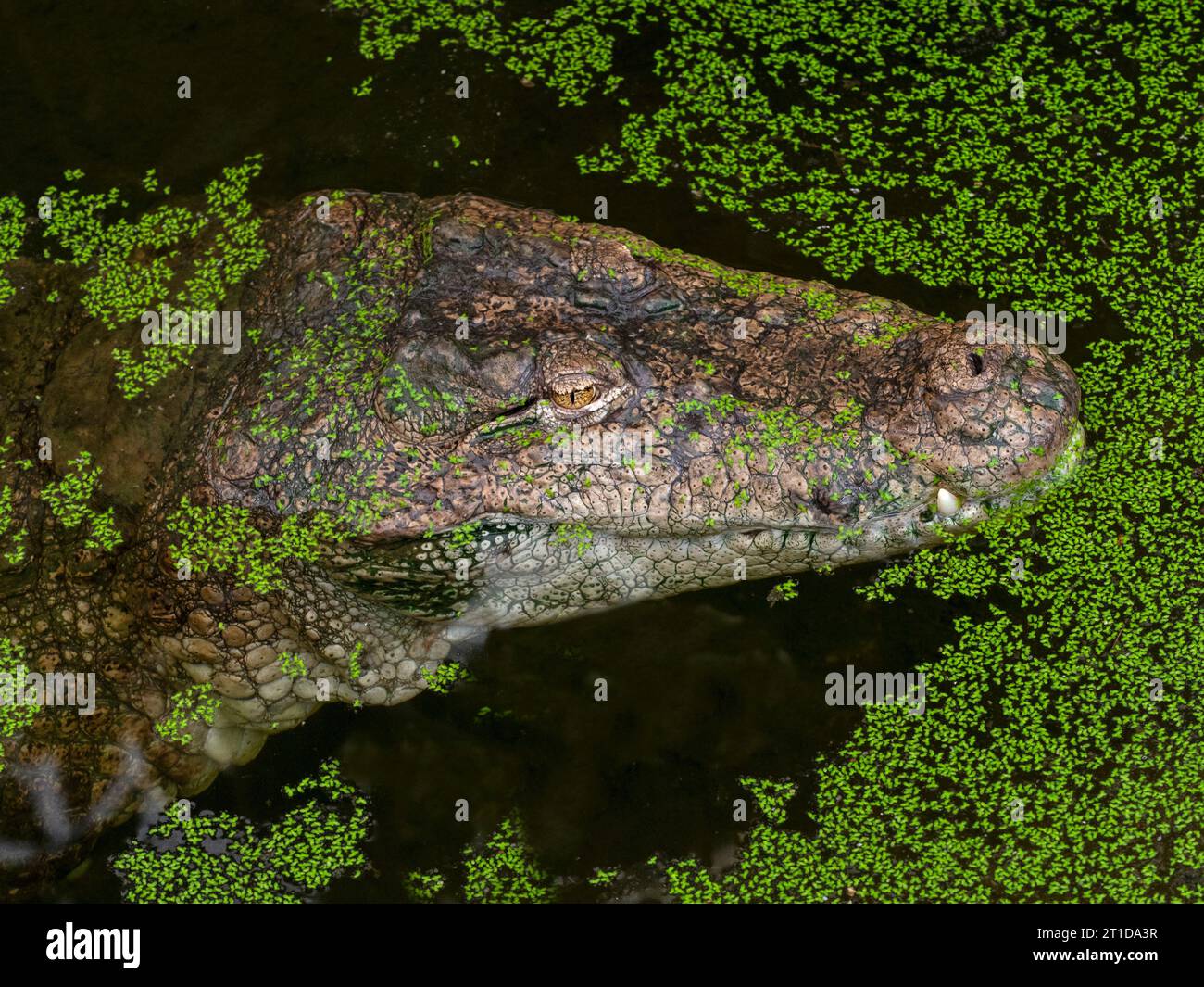 Capo del coccodrillo palustre Crocodylus palustris Foto Stock