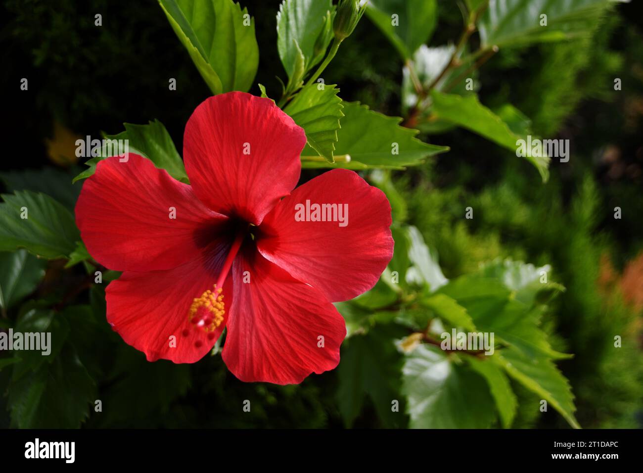 Fiore di ibisco rosso fiorito in estate con uno sfondo di foglie verdi Foto Stock