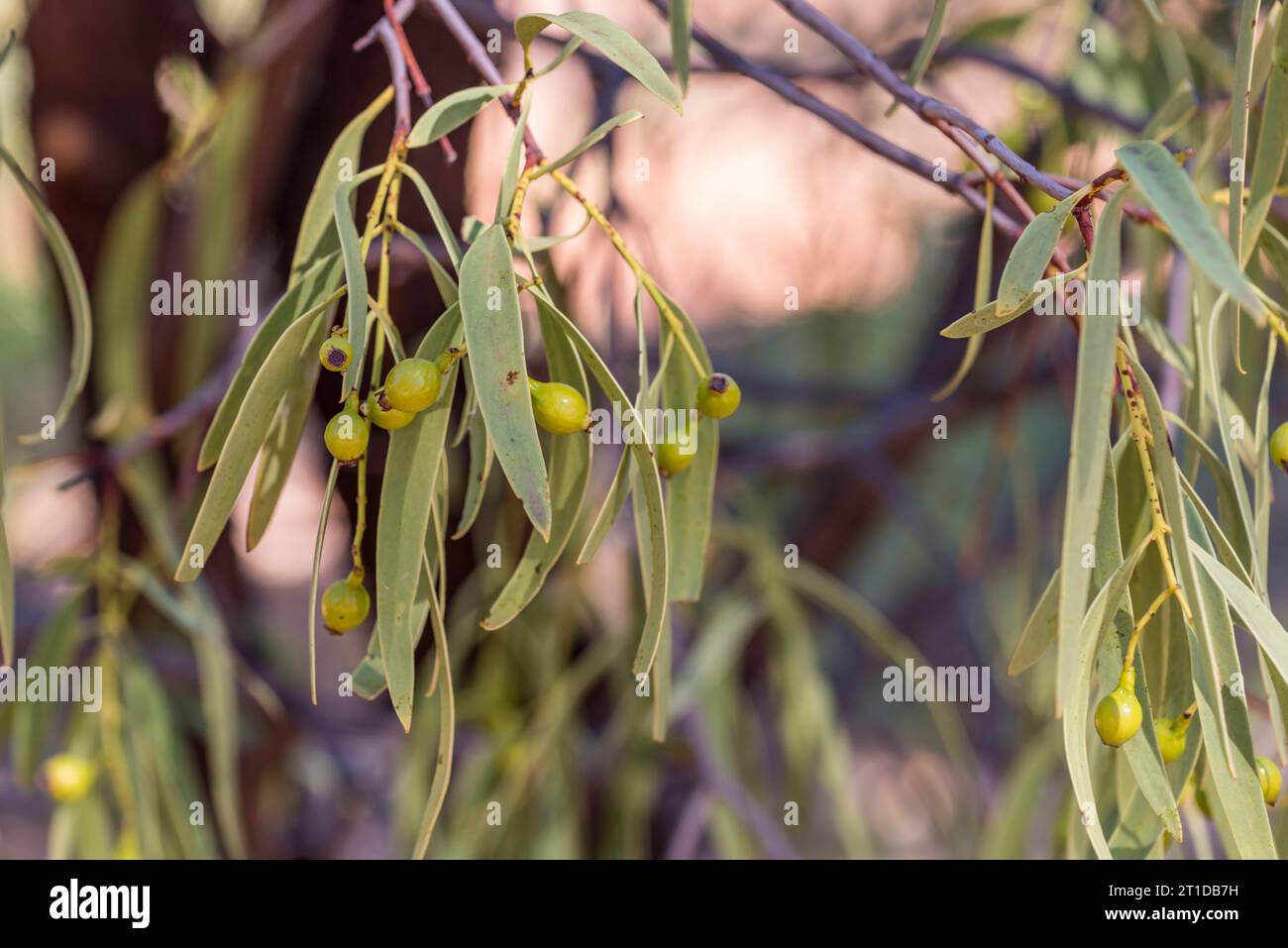 Quandong del deserto o pesca autoctona (Santalum acuminatum), un frutto commestibile che cresce sugli alberi della famiglia Sandalwood nell'Australia occidentale e nel deserto Foto Stock