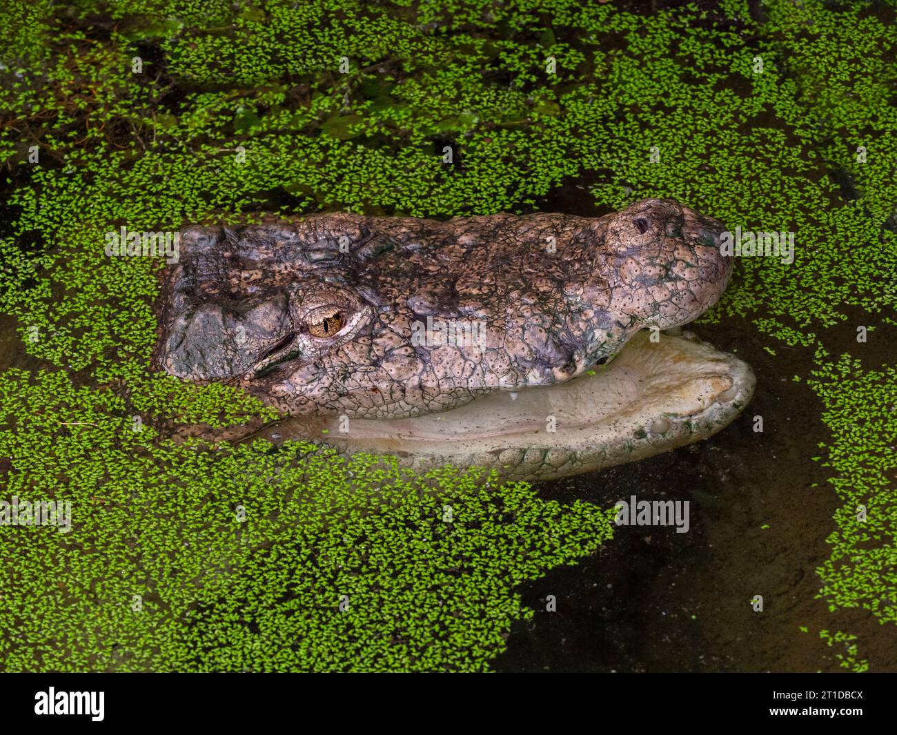 Capo del coccodrillo palustre Crocodylus palustris Foto Stock