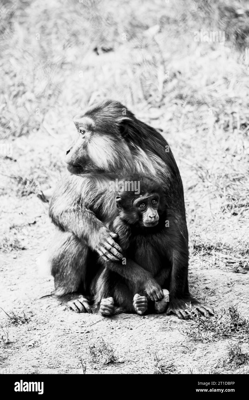Graziosa scimmia macaca Tonkean con la madre, Macaca tonkeana Foto Stock