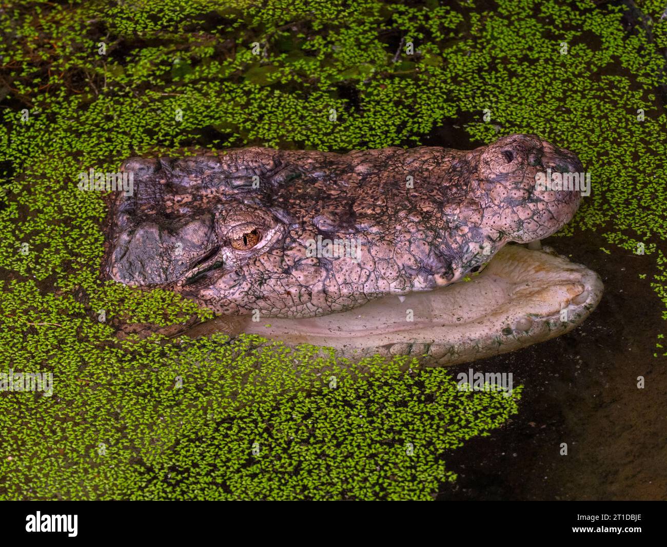 Capo del coccodrillo palustre Crocodylus palustris Foto Stock