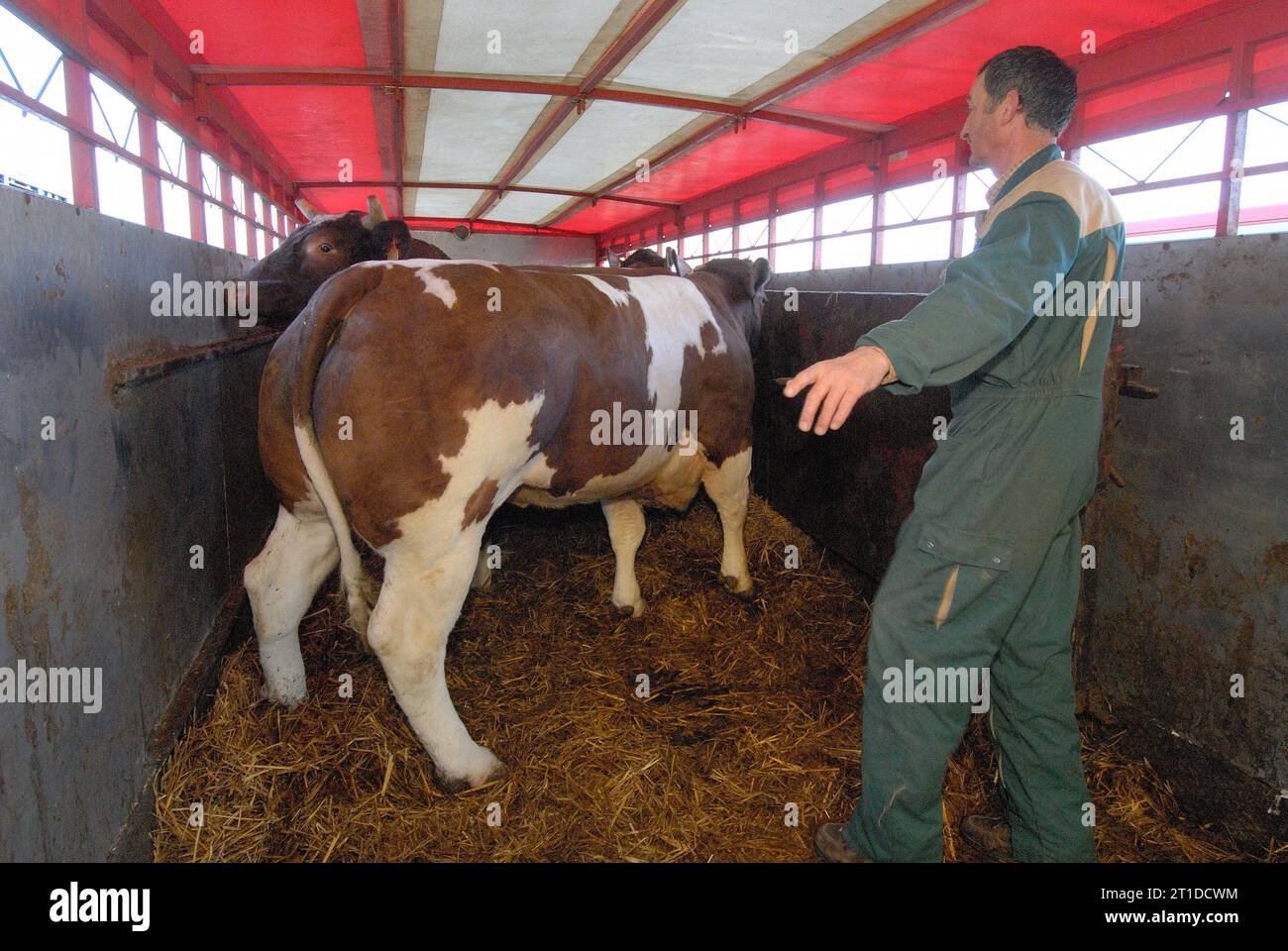 Trasporto di bestiame. Carico di bovini destinati al macello Foto Stock