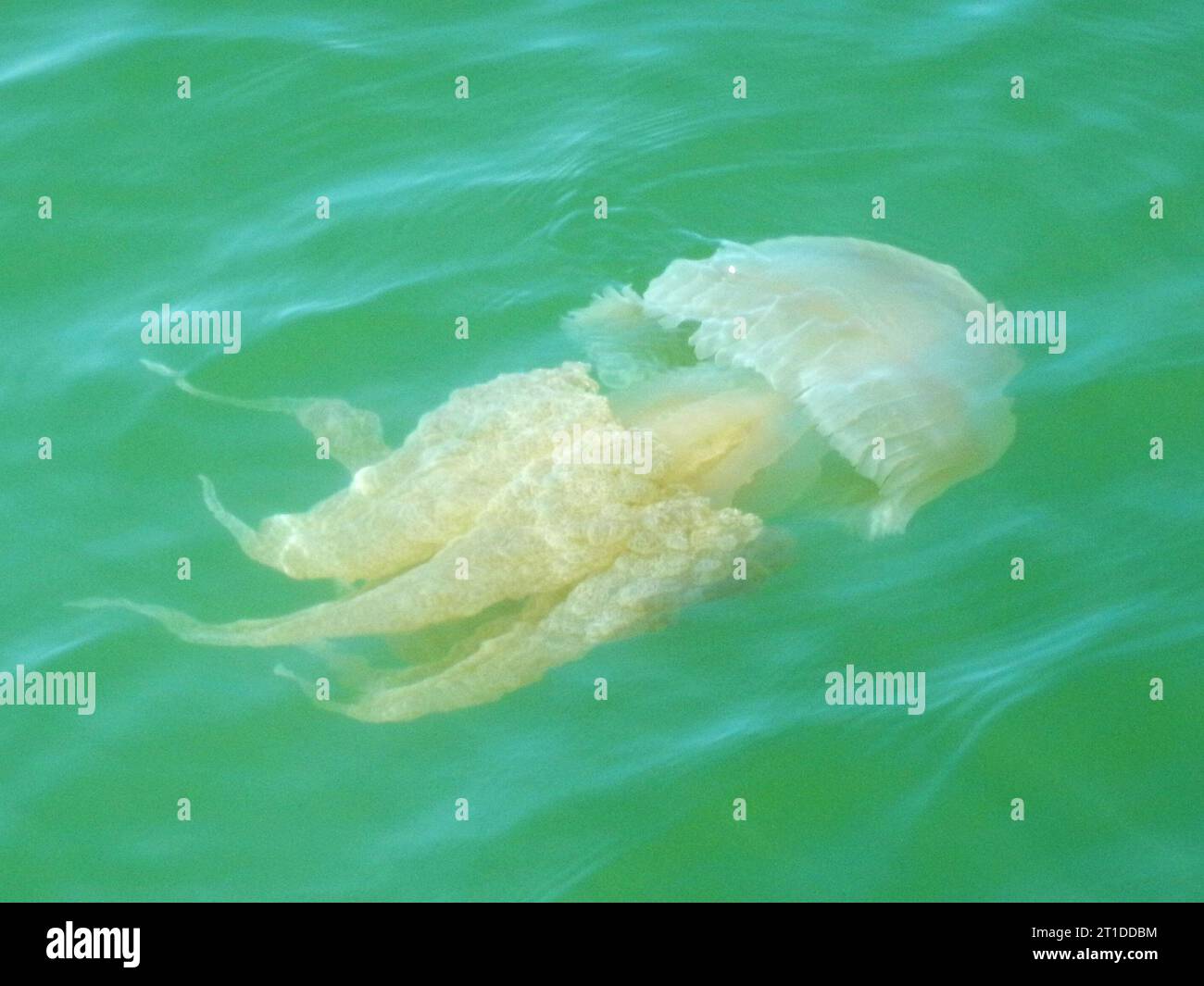Meduse sommerse nell'acqua di mare in un giorno d'estate vicino ad Ayamonte Foto Stock