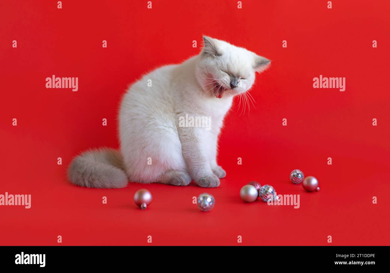 Divertente gattino scozzese seduto quasi palle di Natale su sfondo rosso. Foto Stock