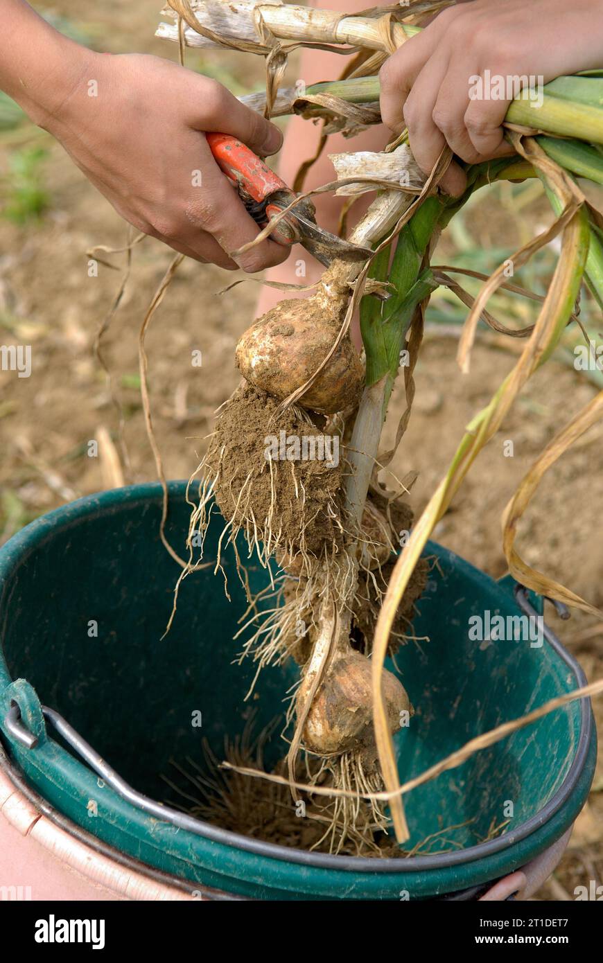 Raccolta dell'aglio in un campo del dipartimento Drome (Francia sud-orientale); rimozione manuale di piante non radicate. Lavoratori stagionali Foto Stock