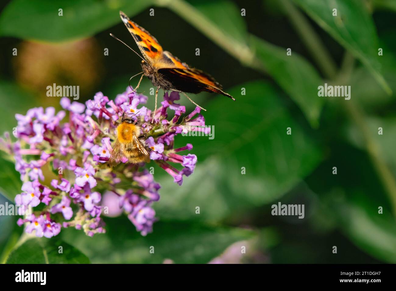 Piccola farfalla a guscio di tartaruga (Aglais urticae) e un'ape da miele che si nutre di fiori. Inghilterra, Regno Unito, Gran Bretagna, Europa Foto Stock