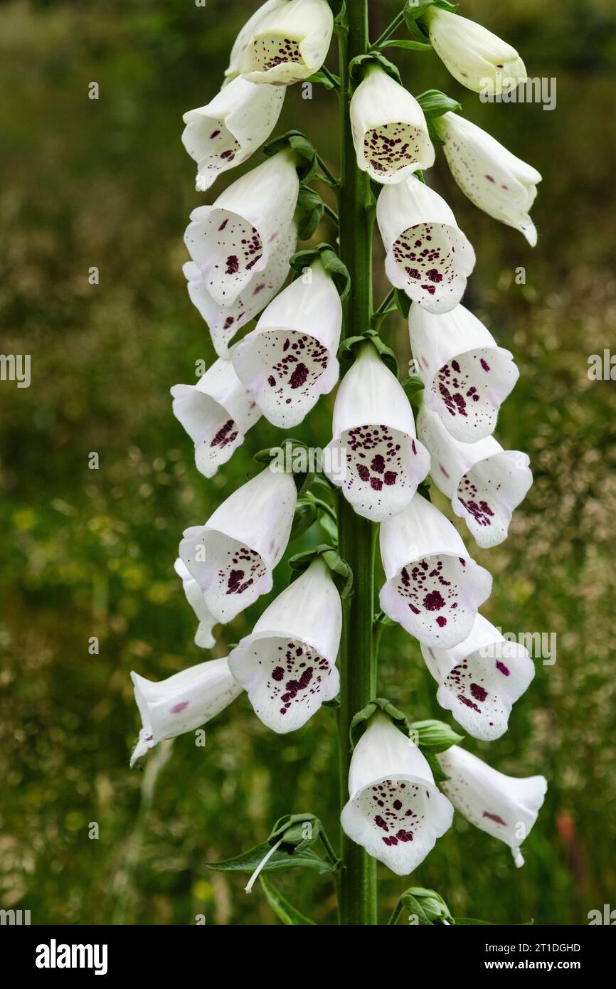 Primo piano della fioritura di fiori selvatici Foxglove (digitalis purpurea). Norvegia, Scandinavia, Europa Foto Stock