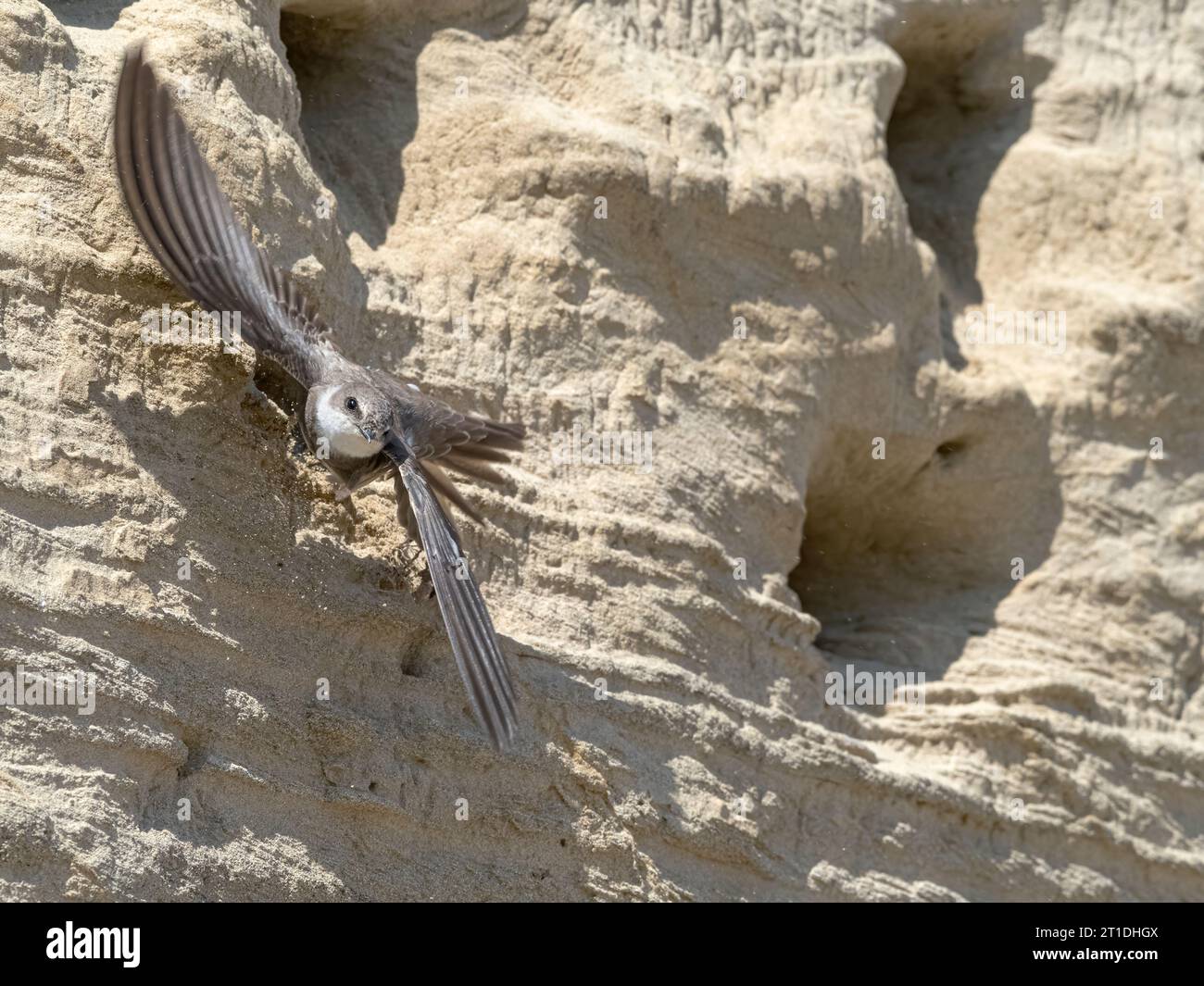 Sand Martin, Riparia riparia, uccello adulto che vola lontano dalla sua tana di nidificazione Norfolk Foto Stock