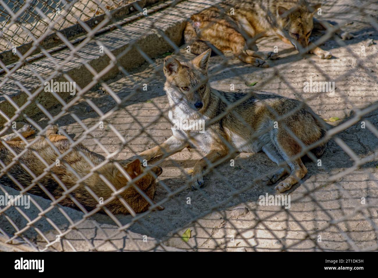 01 06 2009 Canis aureus di sciacallo dorato in gabbia presso il giardino zoologico Sakkarbaug Junagadh Saurashtra Gujarat India. Foto Stock