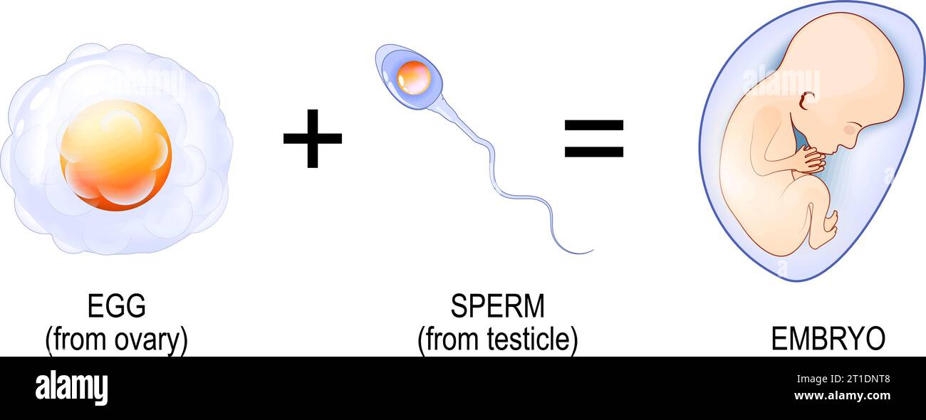 Processo di fertilizzazione. Dalla penetrazione di spermatozoi nelle uova allo sviluppo di embrioni. Gravidanza. Illustrazione vettoriale Illustrazione Vettoriale