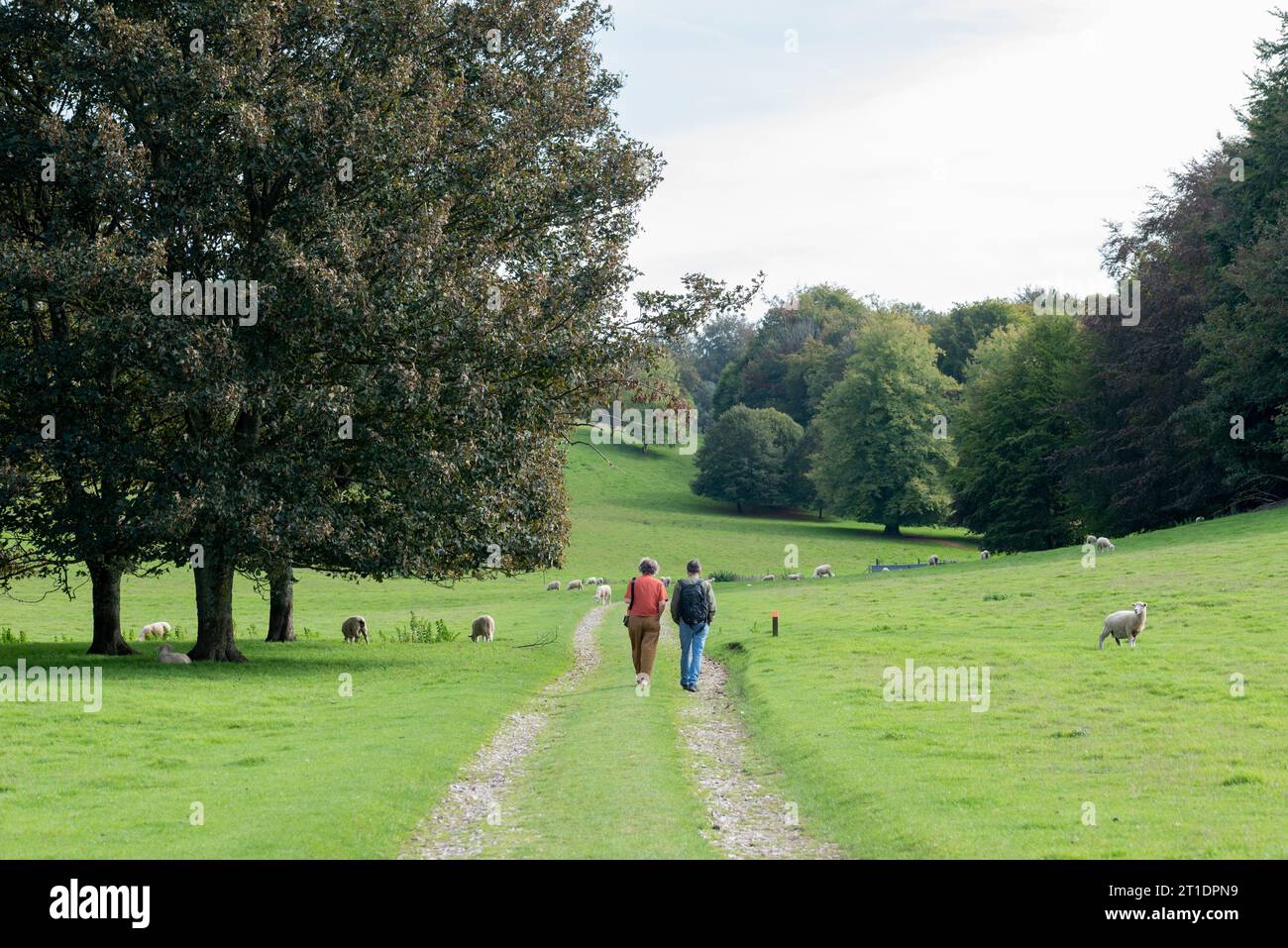 Un paio di persone che camminano lungo un sentiero nella campagna inglese passando davanti ad alberi e pecore. Foto Stock