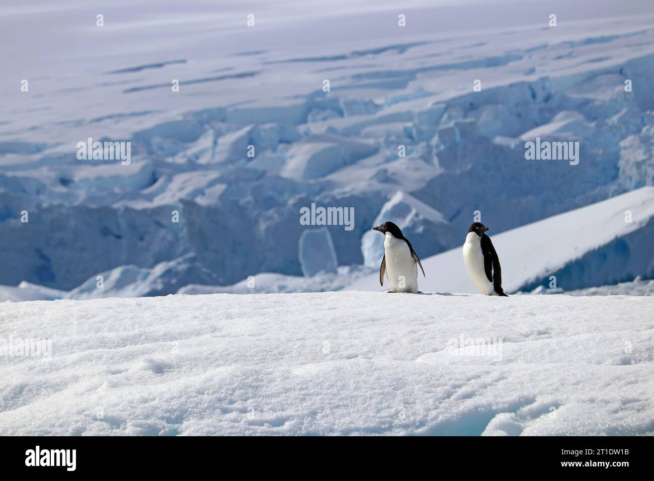 Antartide; Penisola Antartica; sull'isola di Yalour; coppia di pinguini di Adelie su un campo di ghiaccio; sullo sfondo il bordo di un ghiacciaio Foto Stock