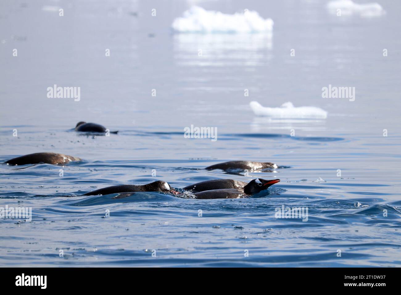 Antarctic; Antarctic Peninsula at Yalour Island; un gruppo di pinguini gentoo in cerca di cibo nell'acqua Foto Stock
