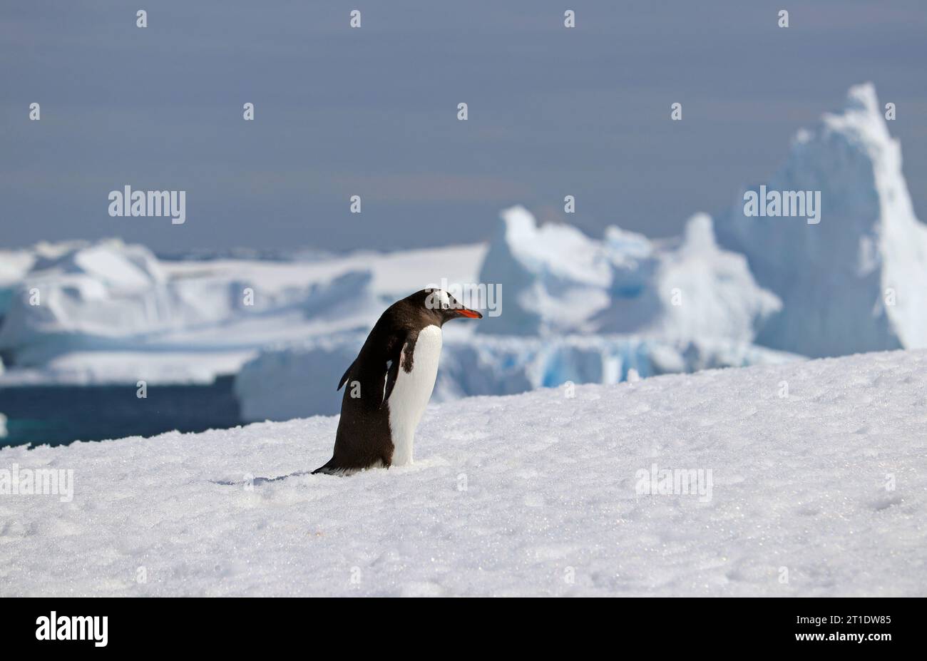 Antartide; Penisola Antartica; Port Charcot; pinguino Gentoo che cammina da solo nella neve Foto Stock