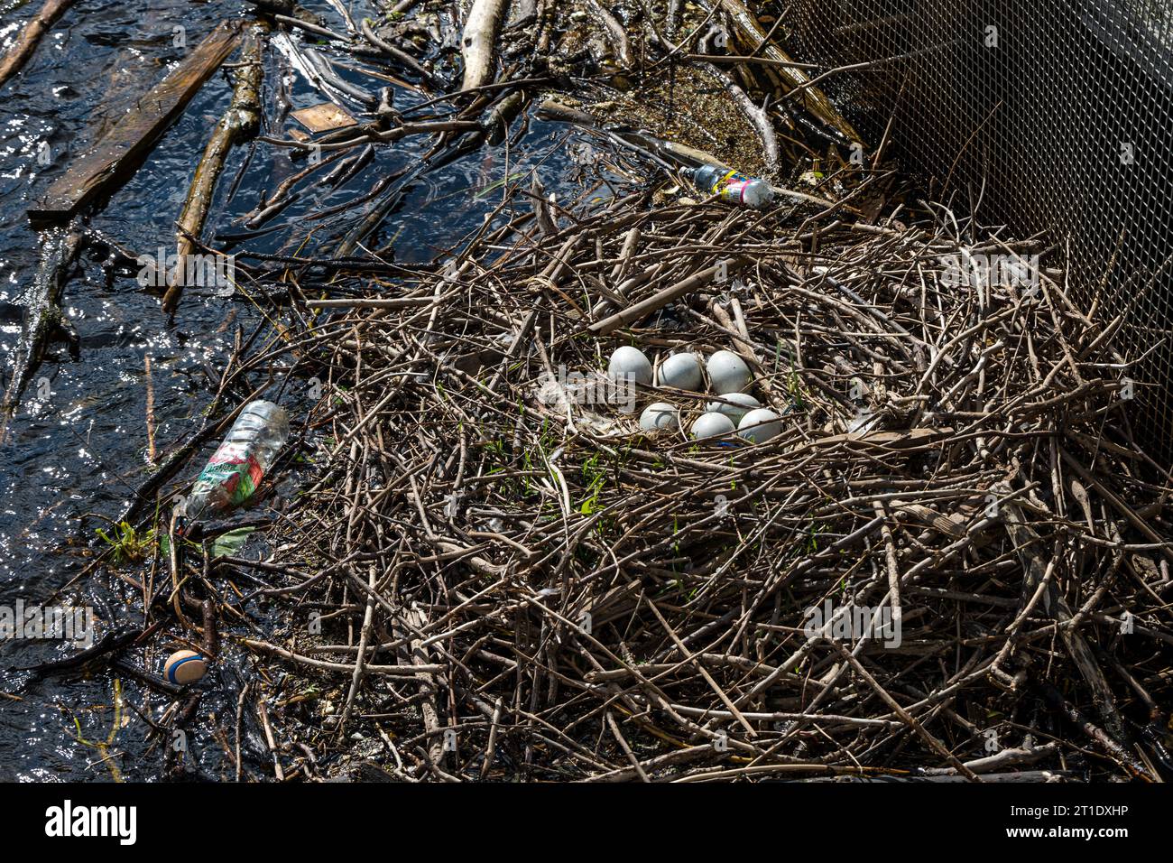 Uova di cigno mute nel nido con spazzatura, fiume Water of Leith, Edimburgo, Scozia, Regno Unito Foto Stock