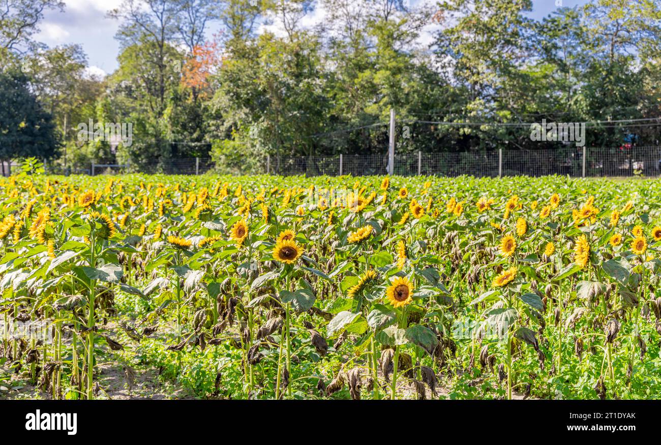 Disco di campo immagini e fotografie stock ad alta risoluzione - Alamy