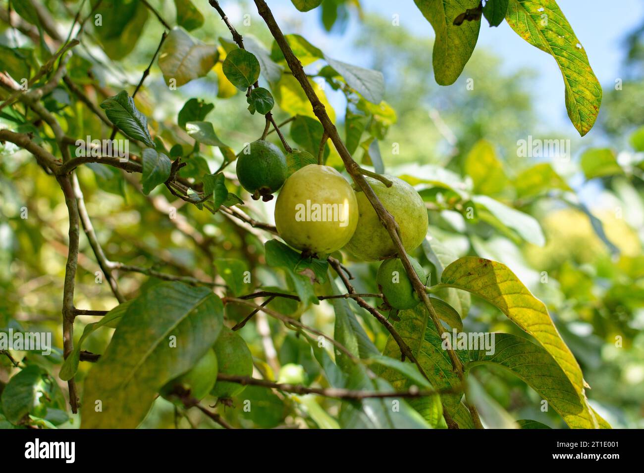 Polinesia francese: Guava comune, psidium guajava, famiglia myrtaceae Foto Stock