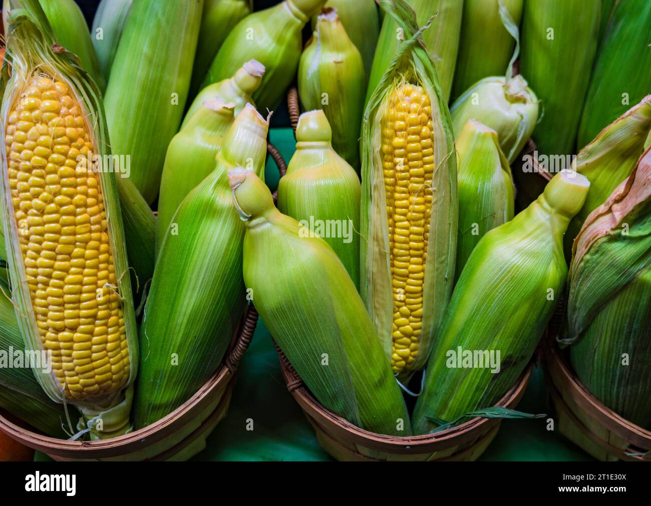 orecchie fresche di mais esposte nel mercato agricolo Foto Stock