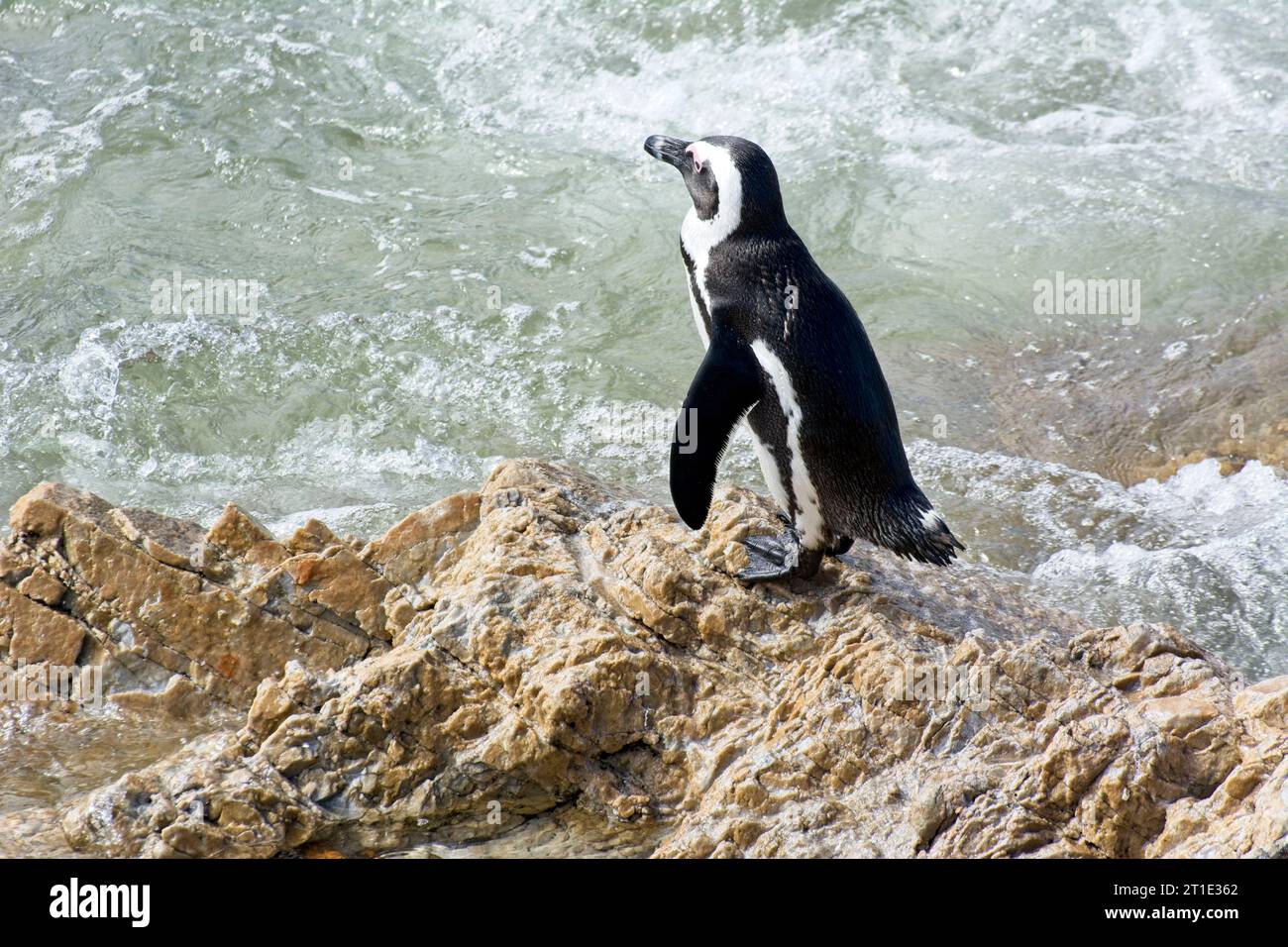 Pinguini africani pronti a saltare in mare alla riserva naturale di Stony Point, Betty's Bay, Sudafrica Foto Stock