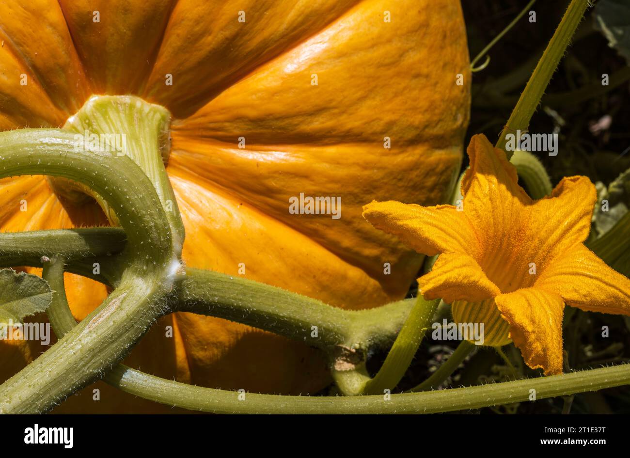 Una zucca e un fiore che crescono sulla vite Foto Stock