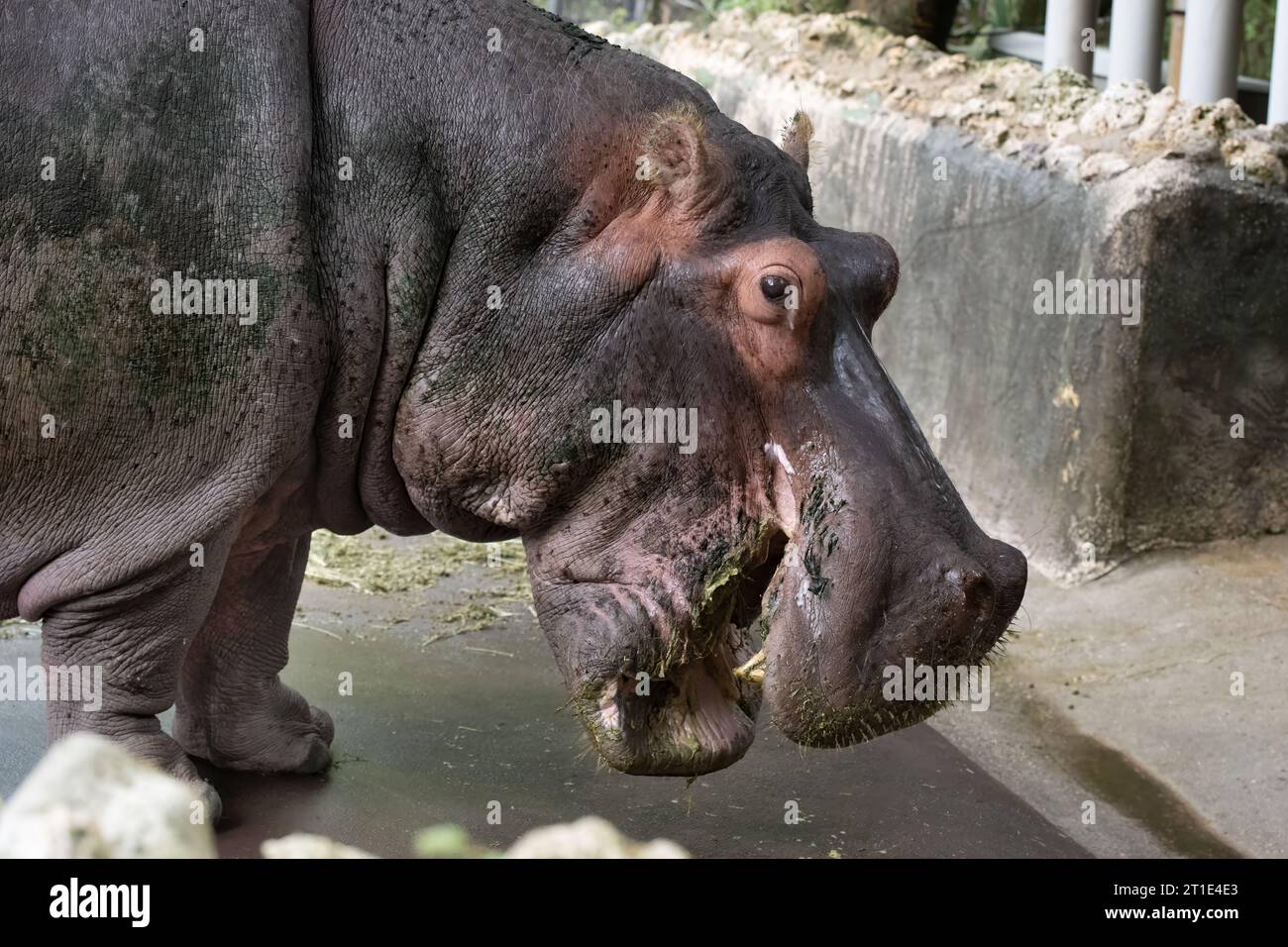 hippopotamus vista laterale bocca aperta denti mostrati Foto Stock