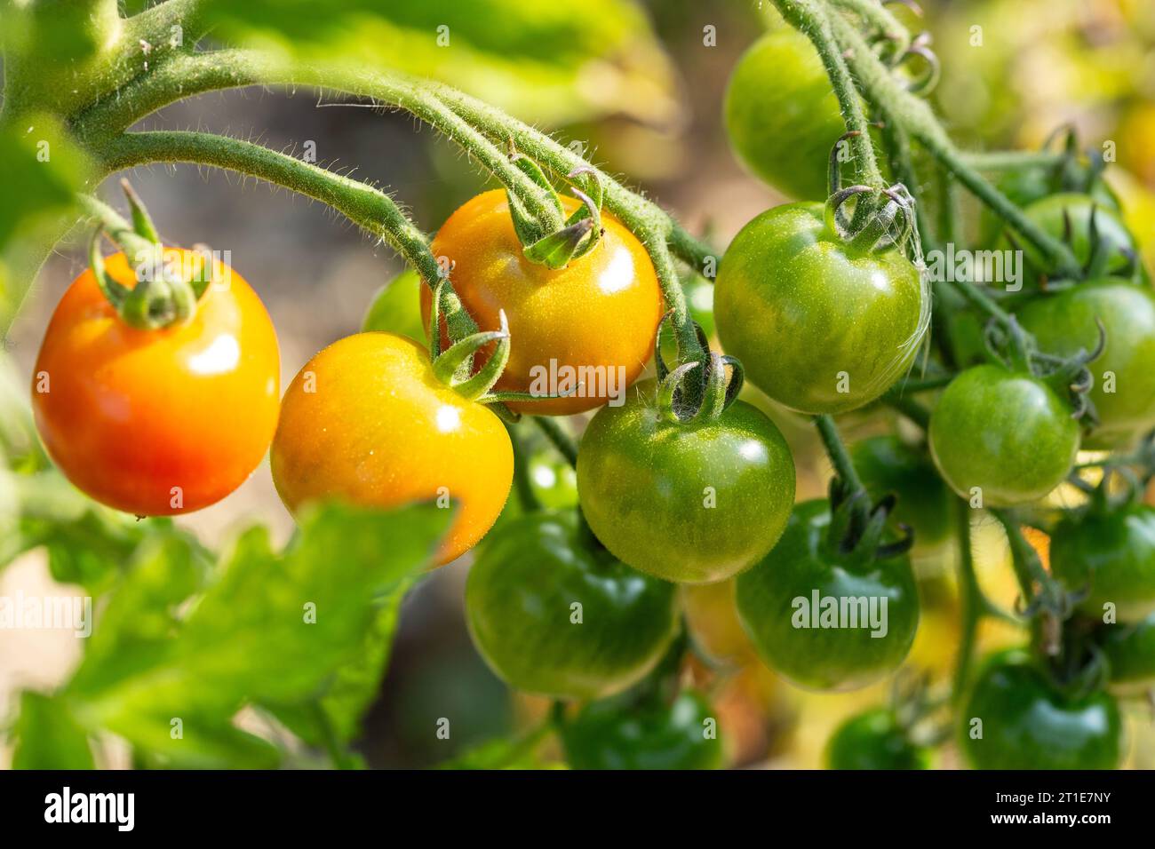 Primo piano dei pomodori che crescono all'aperto sotto il sole Foto Stock