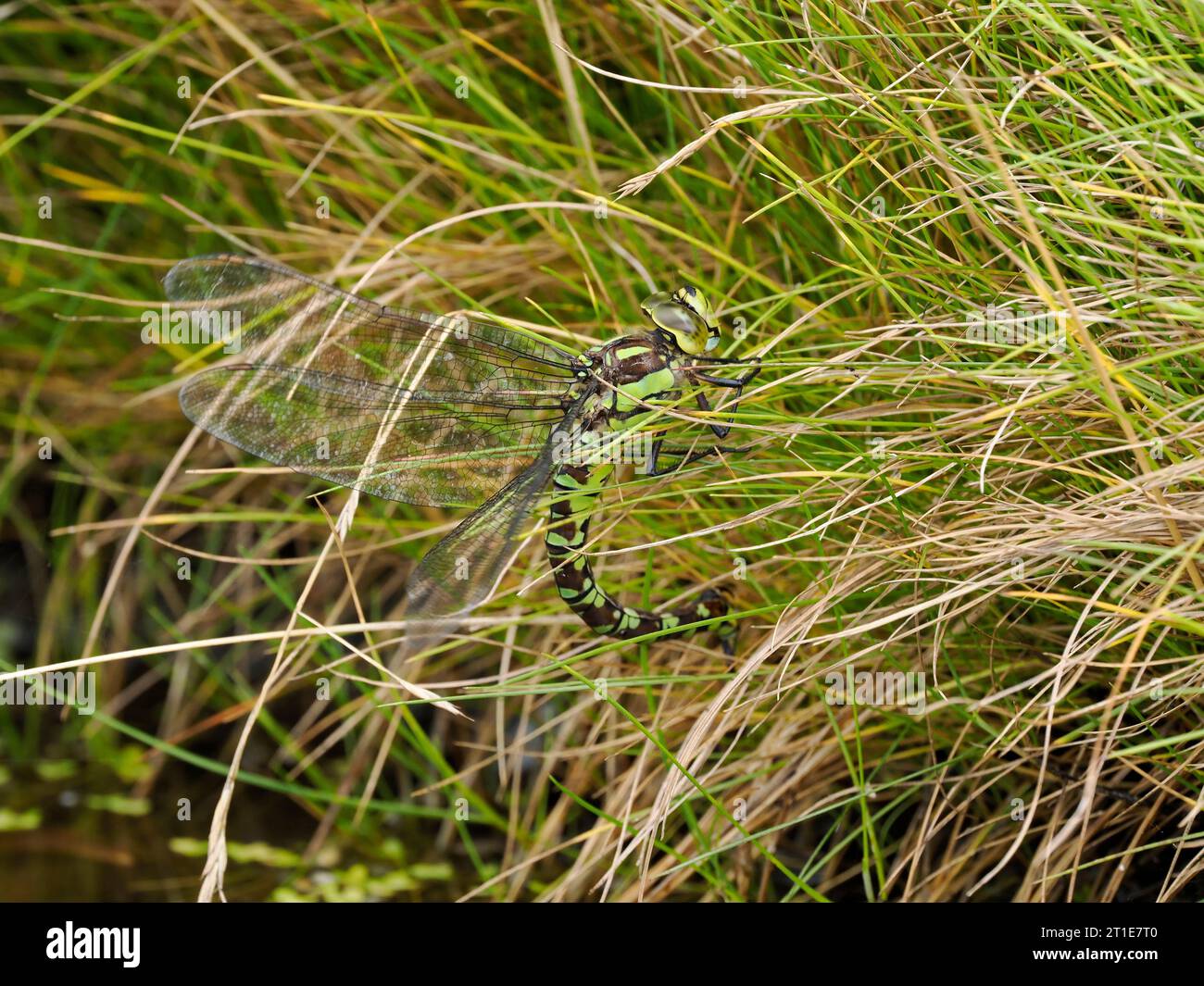 Southern Hawker Dragonfly (Aeshna cyanea) uovo femmina deposto in oviposizione in erba sul bordo dello stagno, Herefordshire, Inghilterra, luglio Foto Stock
