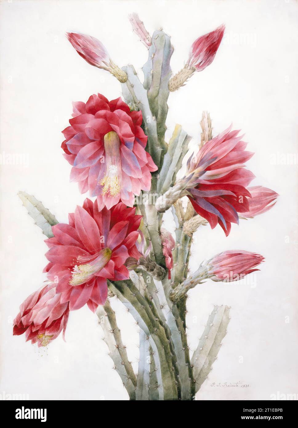 A Flower Cactus: Heliocereus Speciosus, 1831. Foto Stock