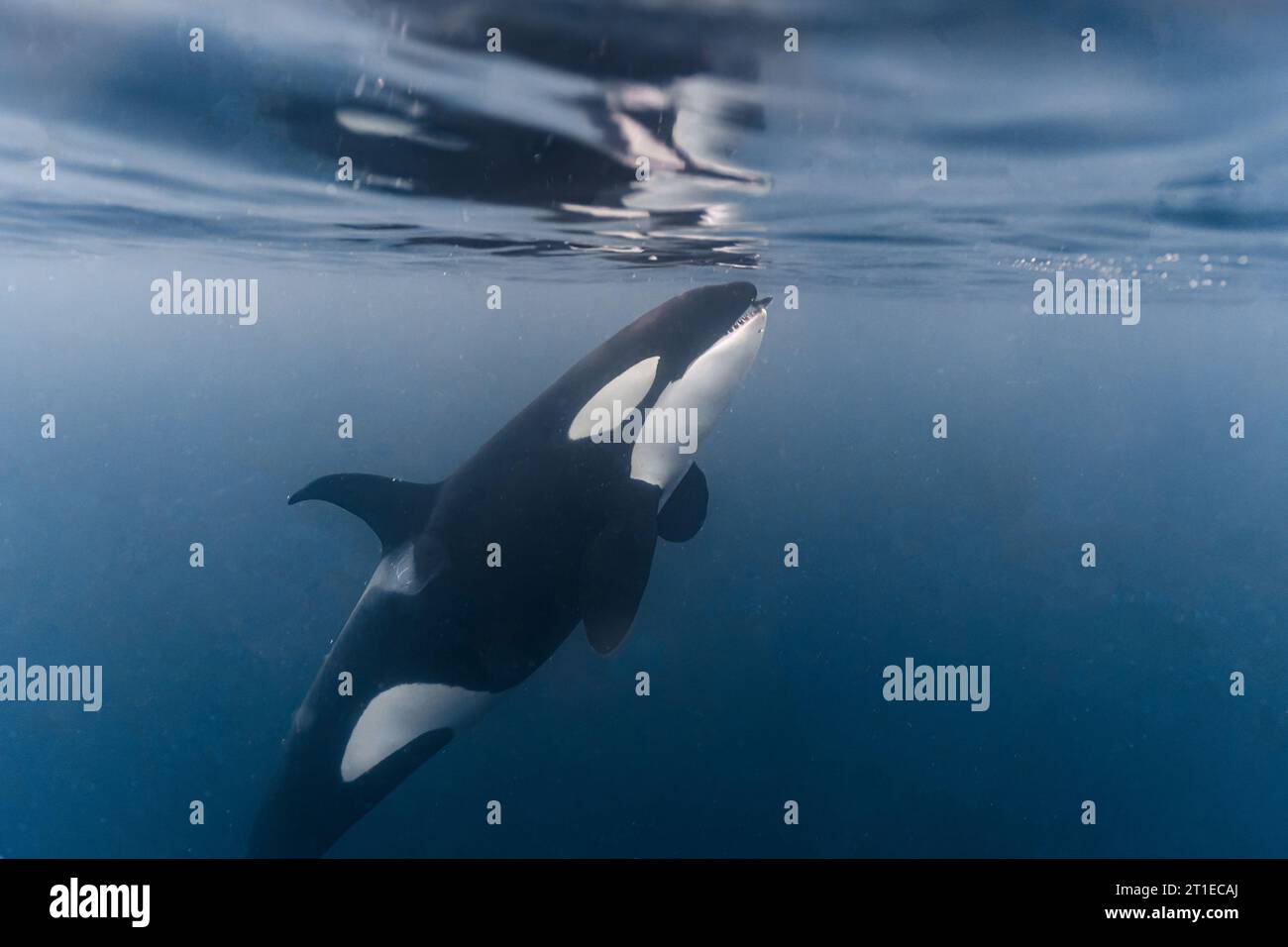 Orca (orcinus orca) nel Mare di Norvegia. Orca affiorare e mangiare un'aringa (clupea harengus) Foto Stock