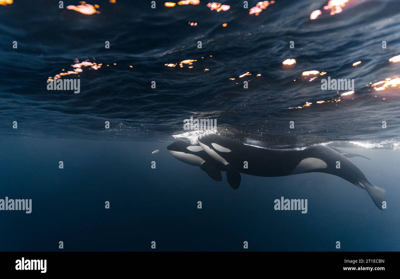 Orca (orcinus orca) nel Mare di Norvegia. Una balena assassina che si innalza in superficie Foto Stock