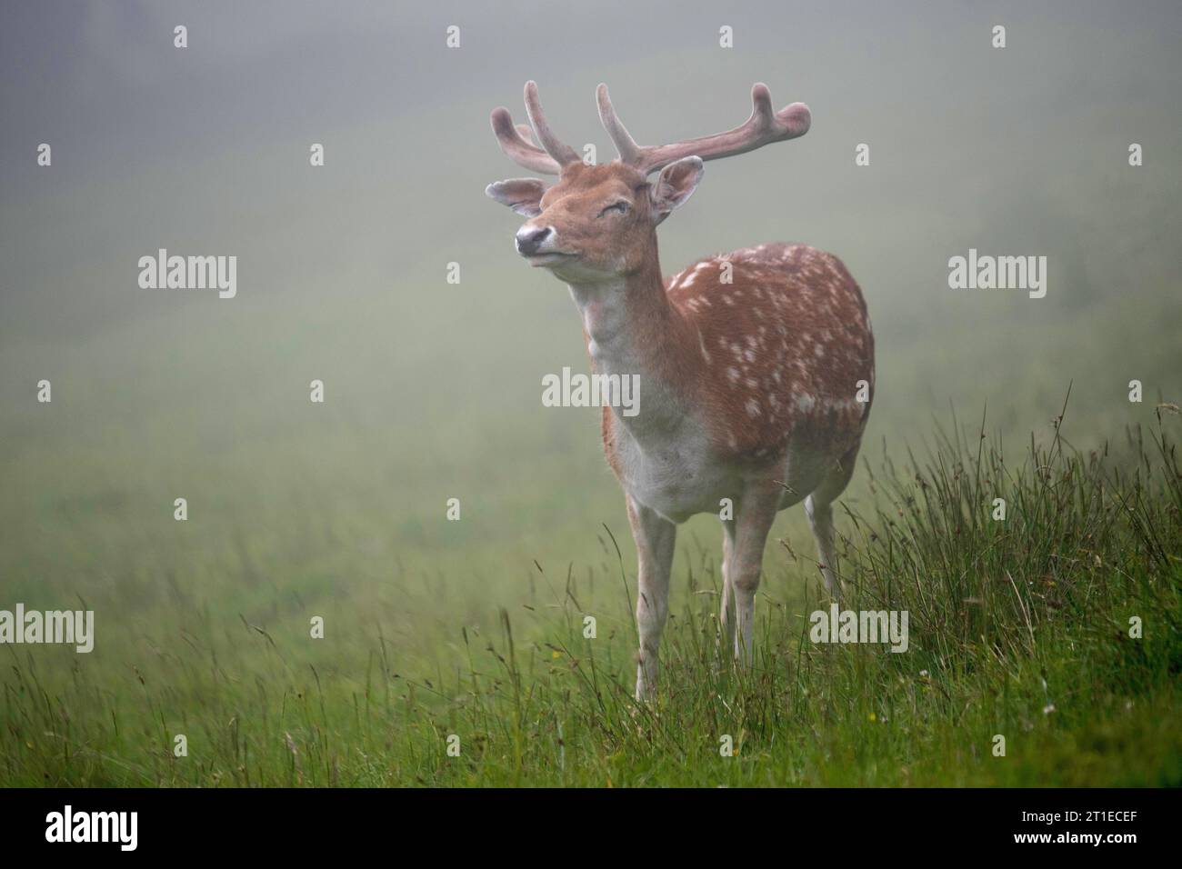 Cervo europeo a riposo (dama dama), cervo a riposo con gli occhi chiusi nella nebbia Foto Stock