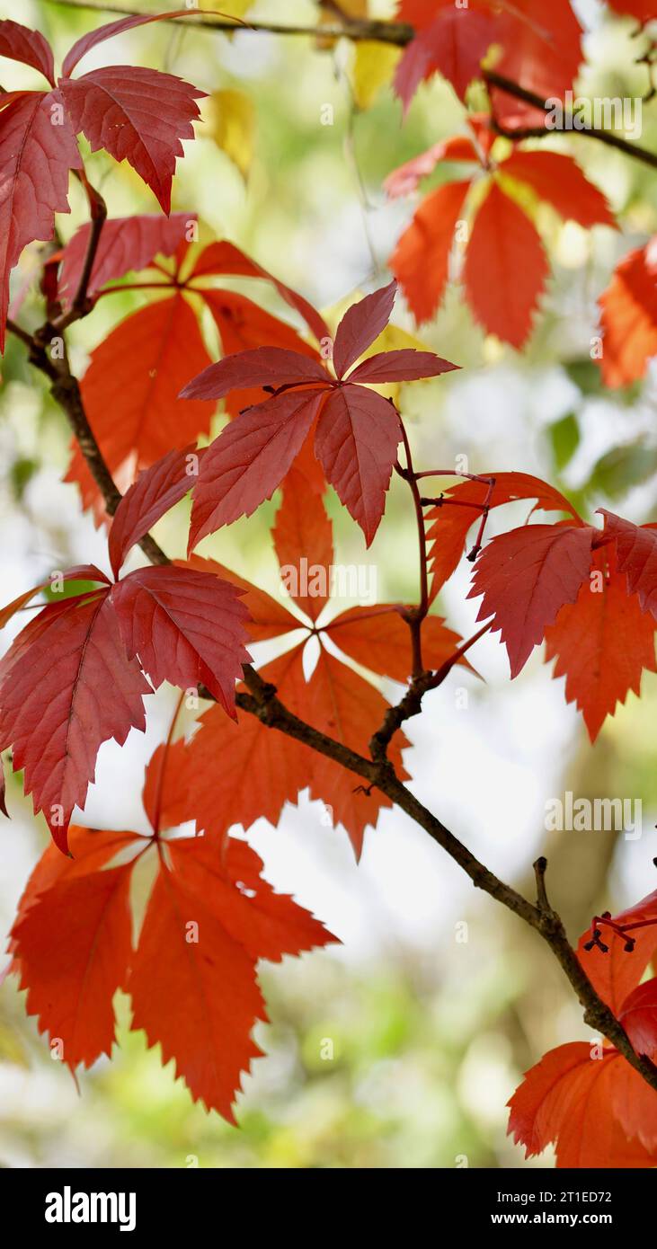 Foglie rosse autunnali di vite selvatica. Foto Stock