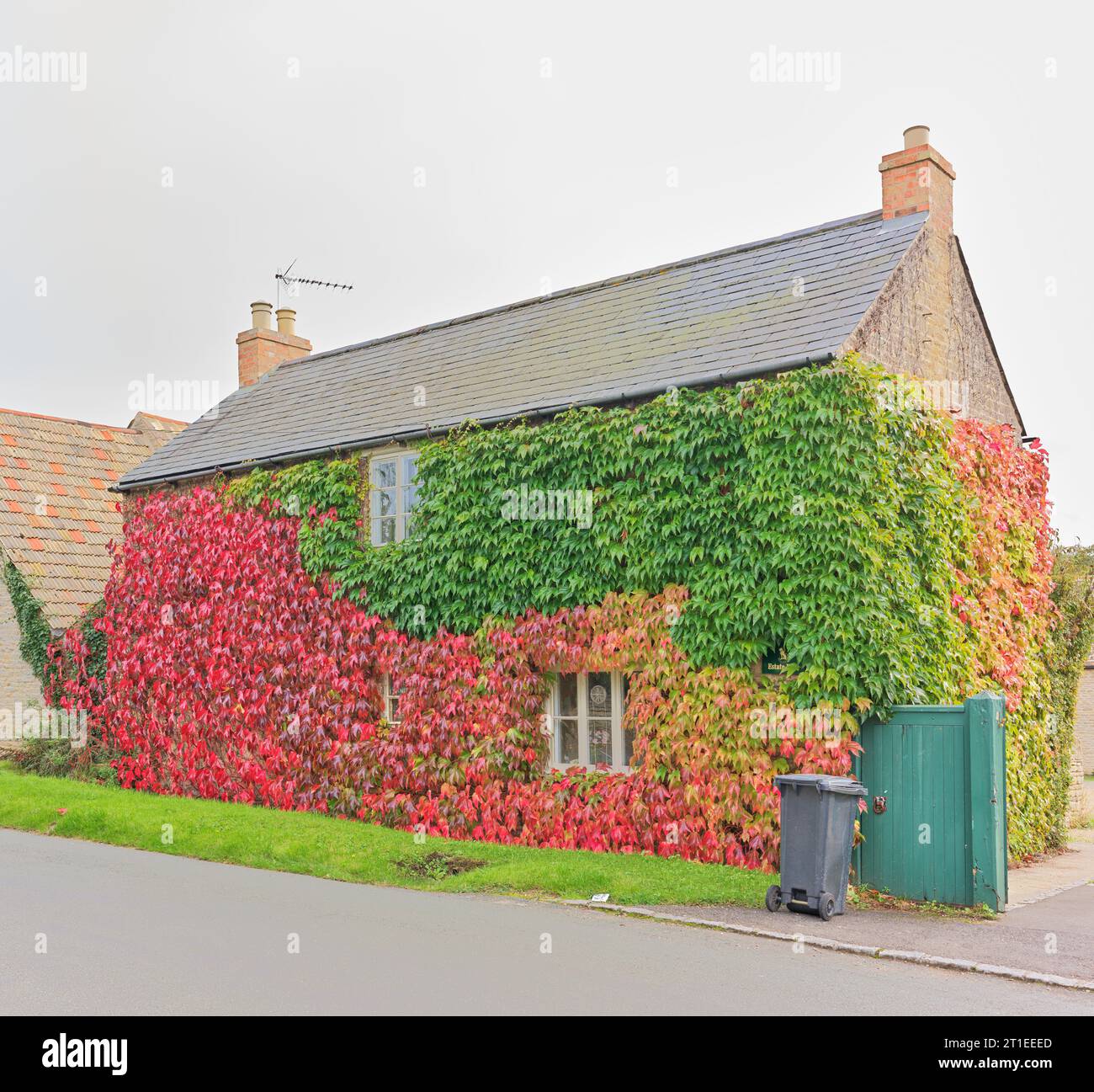 Canzone cigno delle foglie di edera che si arrampicano sul muro di un cottage nel villaggio inglese di Wadenhoe, in un giorno d'autunno. Foto Stock