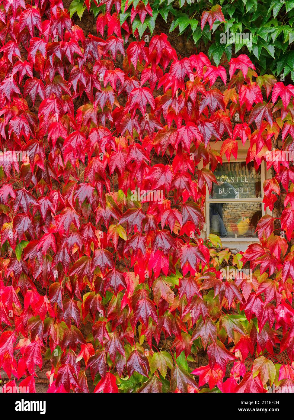 Canzone cigno delle foglie di edera che si arrampicano sul muro di un cottage nel villaggio inglese di Wadenhoe, in un giorno d'autunno. Foto Stock