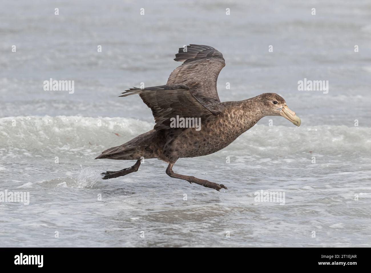 Southern Giant Petrel, Macronectes giganteus, uccelli aduly che decollano dalle isole Falkland a novembre Foto Stock