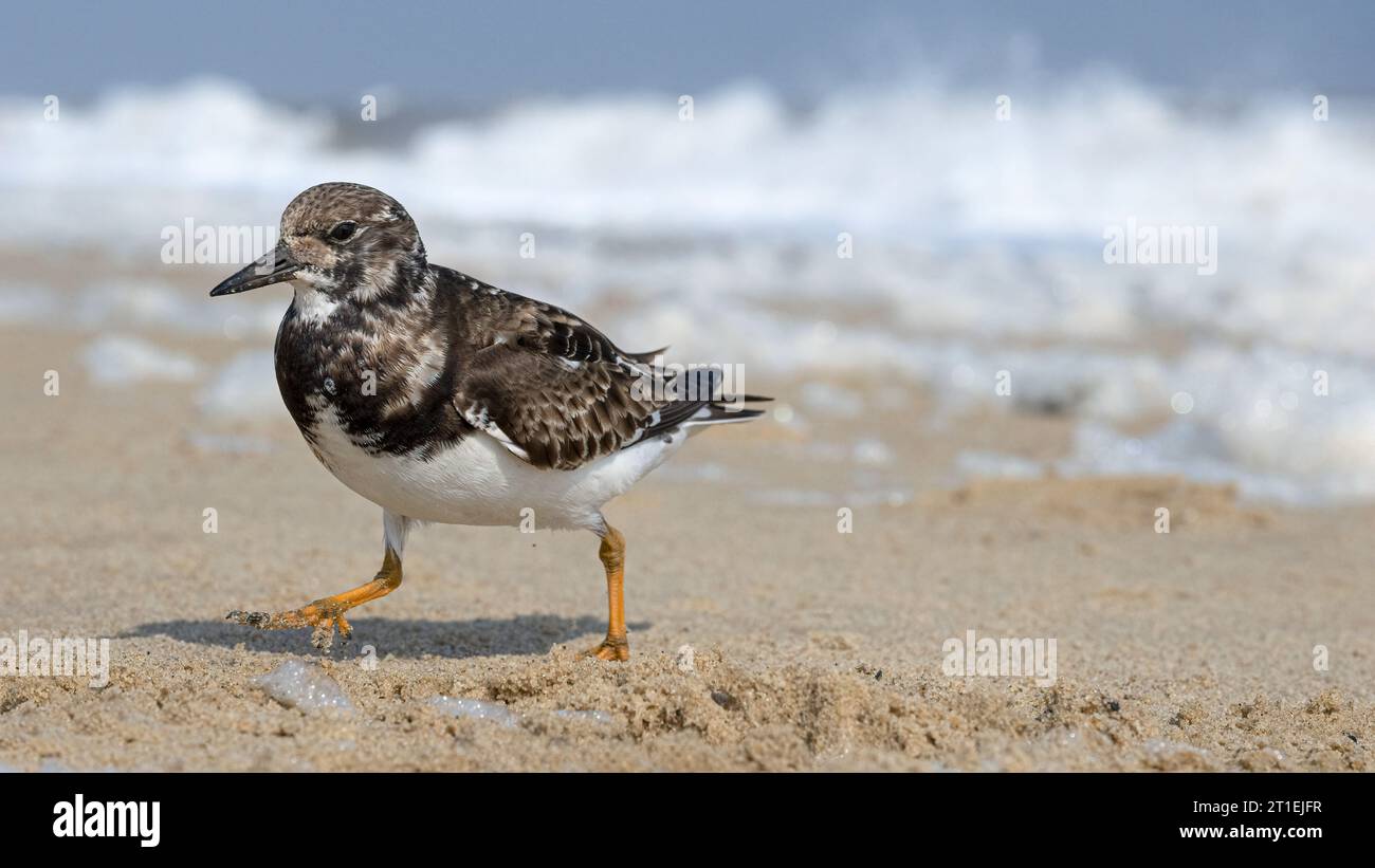 Turnstone, Ruddy Turnstone, Arenaria interpreta, uccello invernale adulto che corre via da un'onda in arrivo Norfolk April Foto Stock