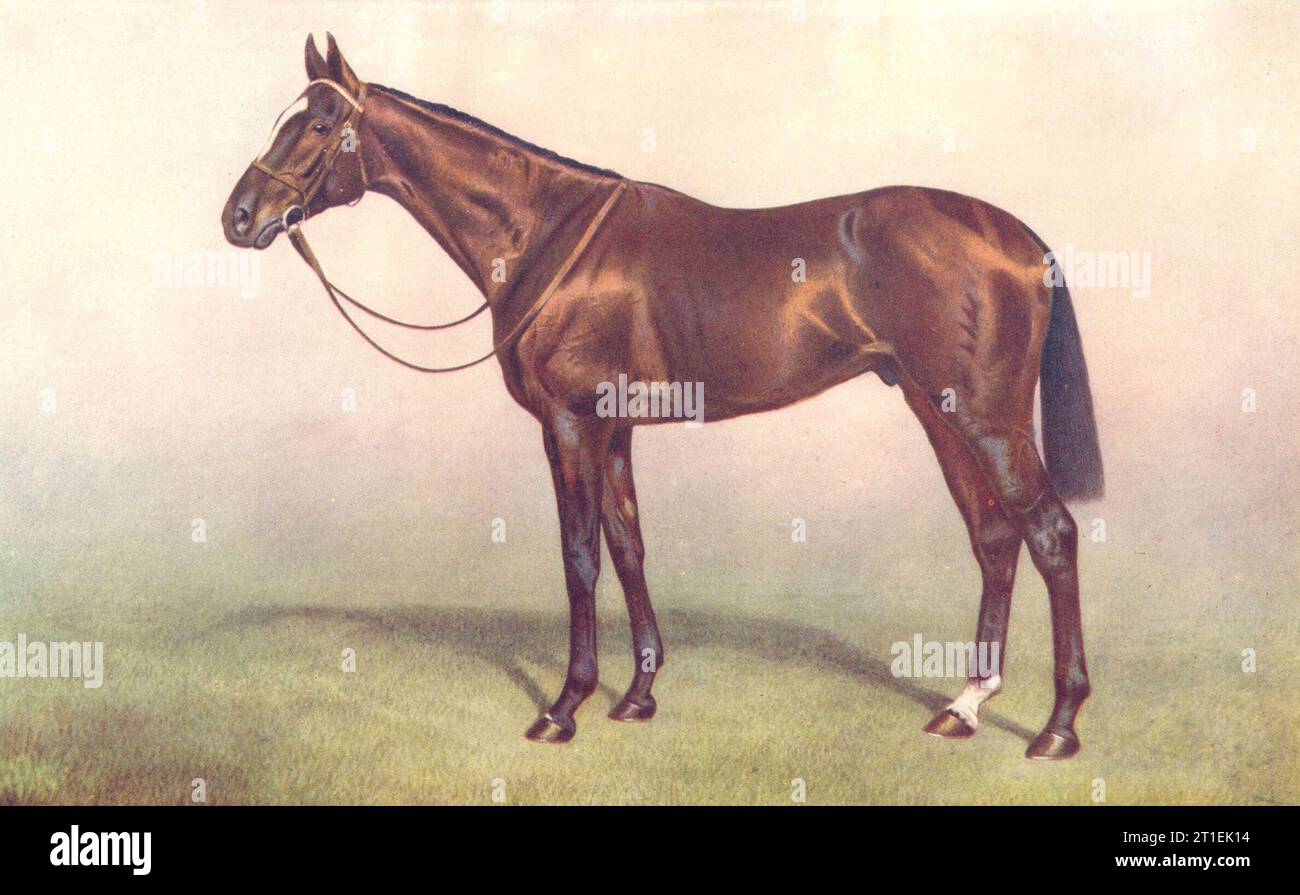 CAVALLI. Purosangue Stallion-'Leva'. Derby Winner, 1910 1912 vecchia impronta Foto Stock