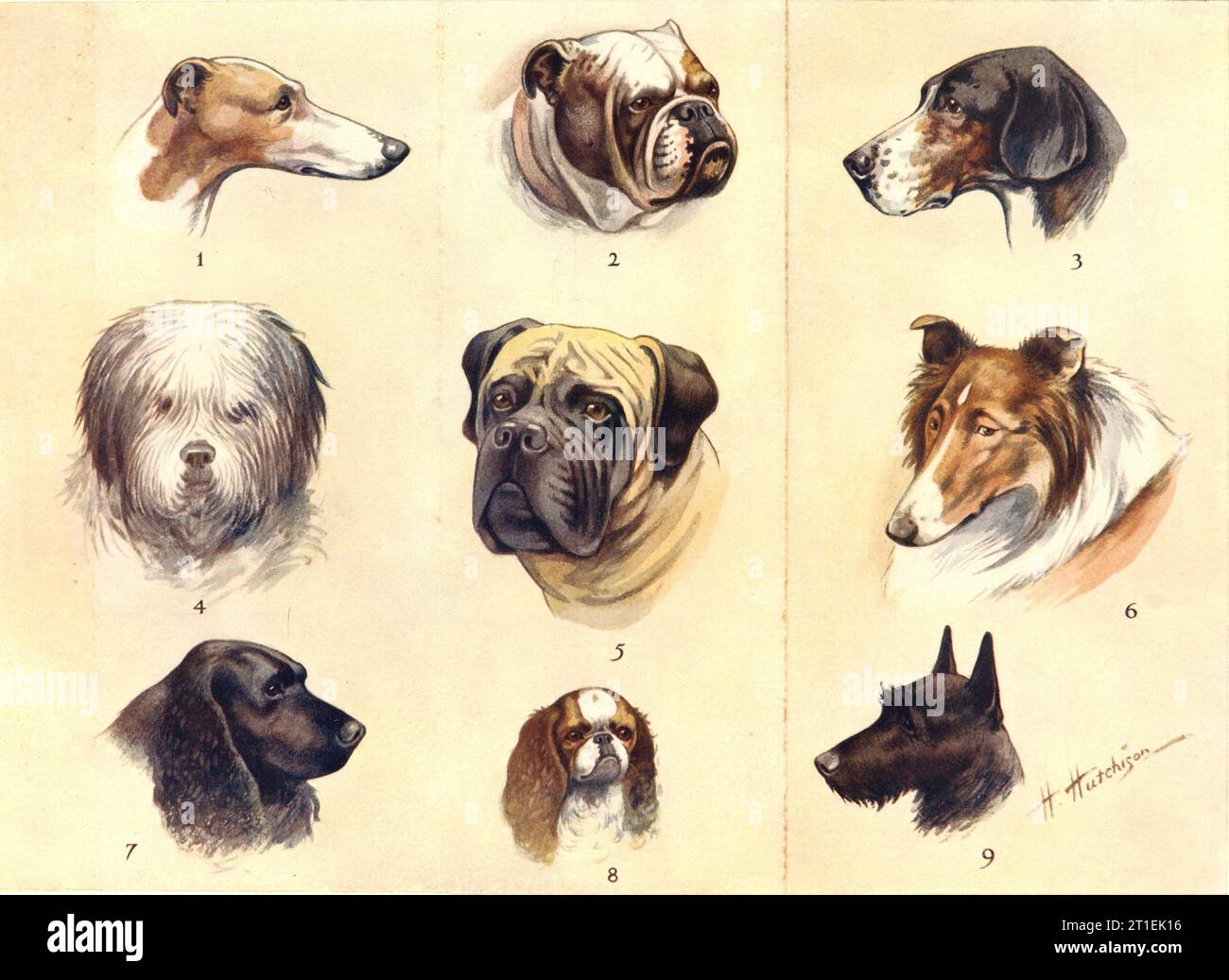 CANI BRITANNICI. Greyhound Bulldog Foxhound Sheep Dog Mastiff Collie Spaniel 1912 Foto Stock