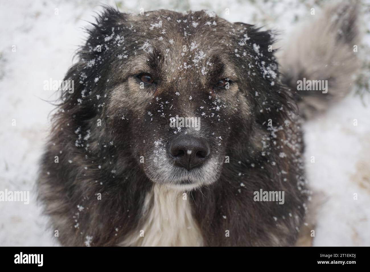 Cane con fiocchi di neve sulla sua pelliccia Foto Stock
