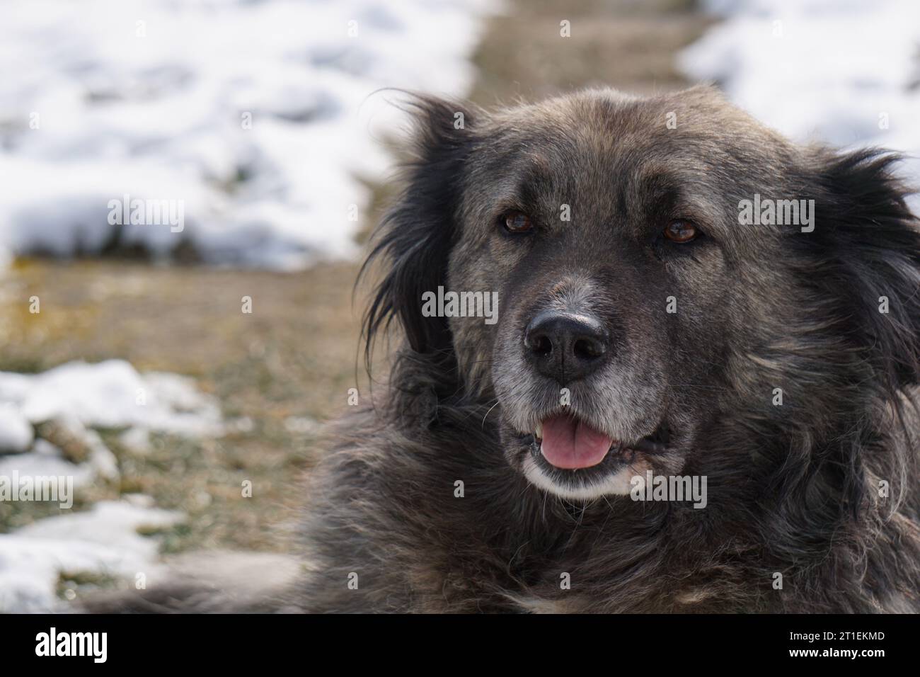 Il cane da guardia del bestiame caucasico guarda nella telecamera Foto Stock