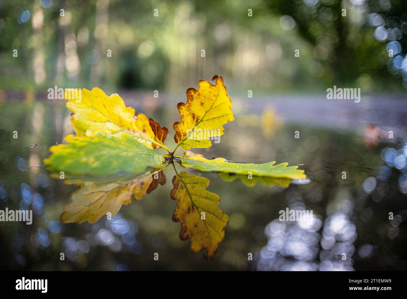 Herbstfarben Eichenblatt mit Spiegelung a Pfütze Foto Stock